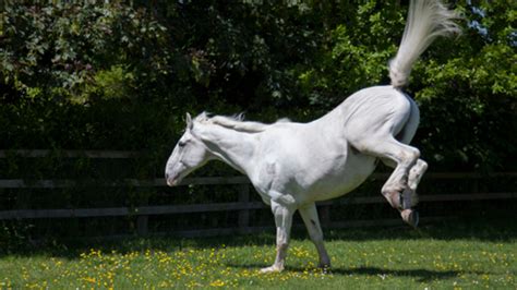 sex mit einem pferd|Mein erster echter Hengst – readbeast